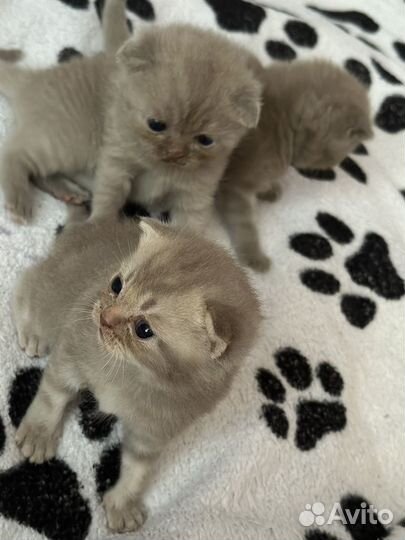 Шотландские котята