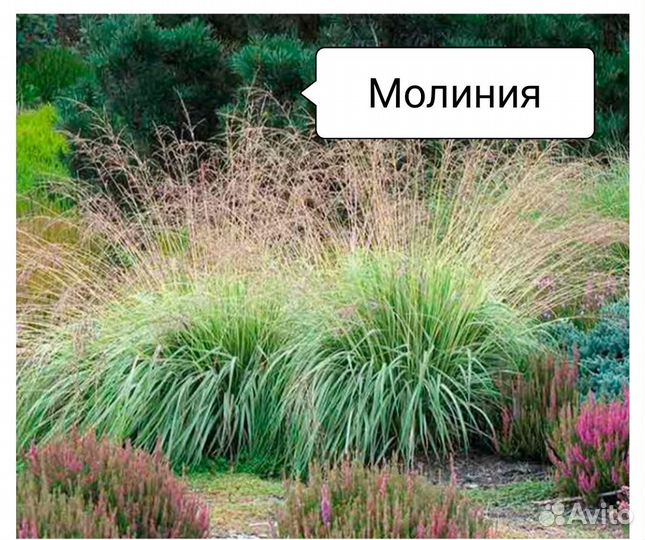 Молиния