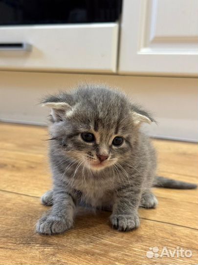 Шотландская вислоухая котята