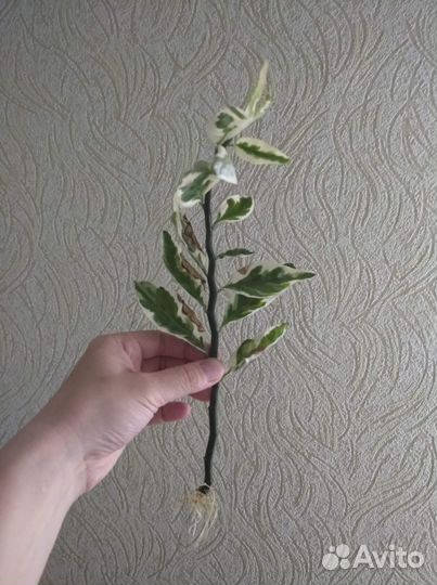 Педилантус