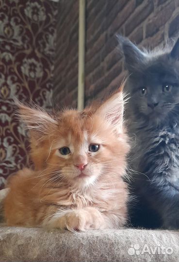 Котята мейн кун