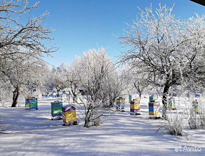 Мед в сотах, свежий мёд. Гарантия качества