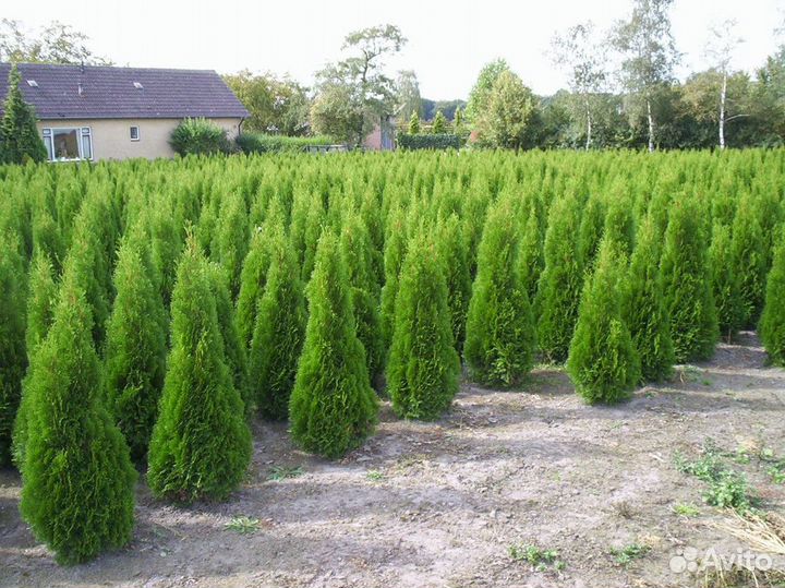 Туи Смарагд Брабант из Питомника + Гарантия