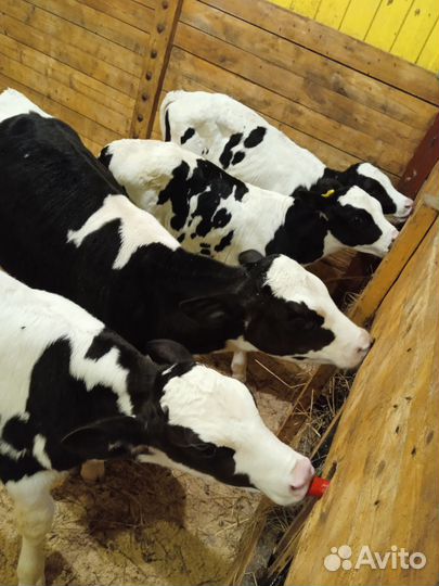 Телята, Коровы