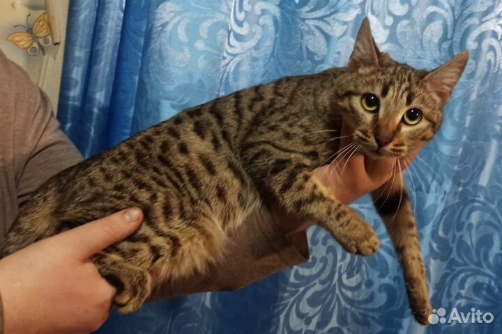 Бенгальская