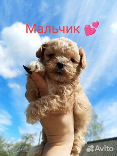 Щенки мальтипу мини baby face