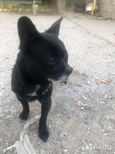 Найдена собака