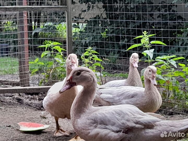 Мускусные утки немецкая тяжелая линия