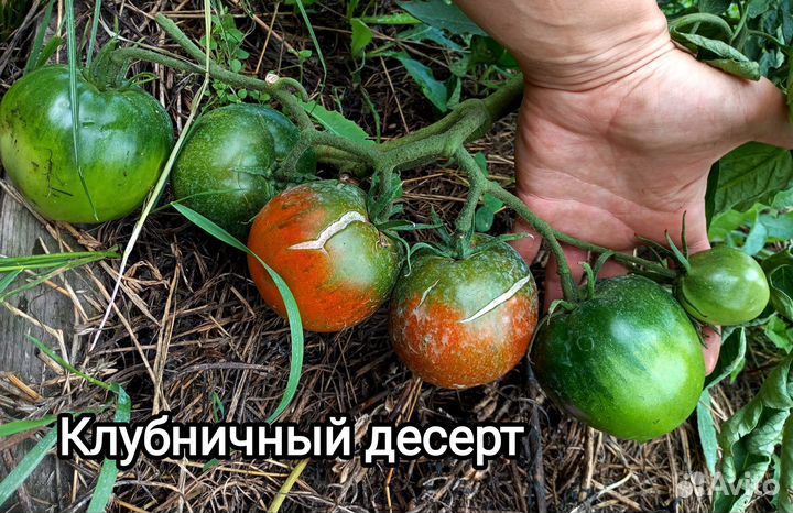 Семена коллекционных томатов часть II