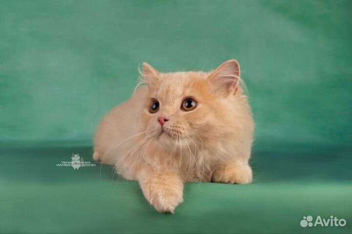 Британский длинношёрстный котёнок котята питомник
