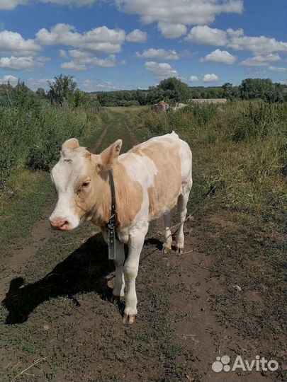 Телка 7 месяцев