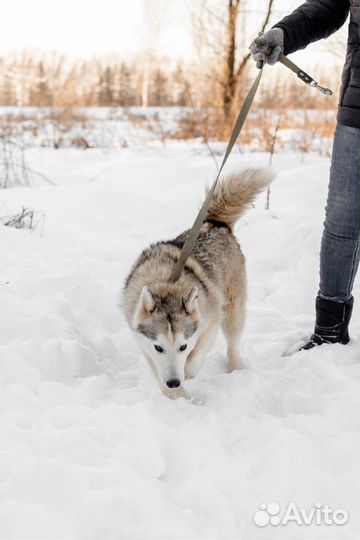 Клэр в добрые ручки
