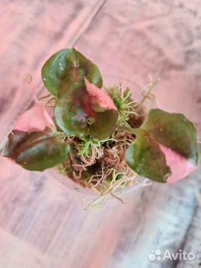 Сингониумы сортовые