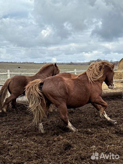 Жеребцы производители