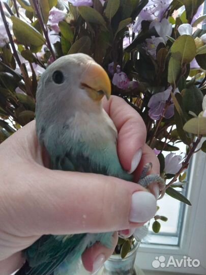 Попугай неразлучник