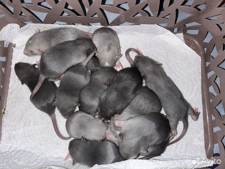 Голубые крысята Дамбо.Доставка.Клетки