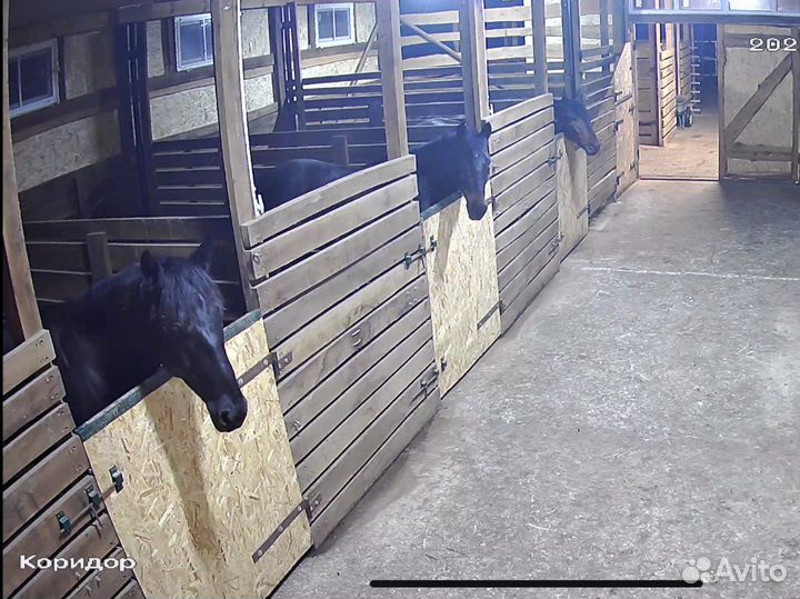 Постой для лошадей