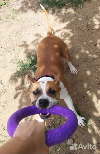 Передержка для животных