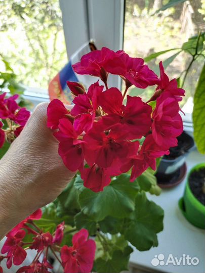 Герань пеларгония