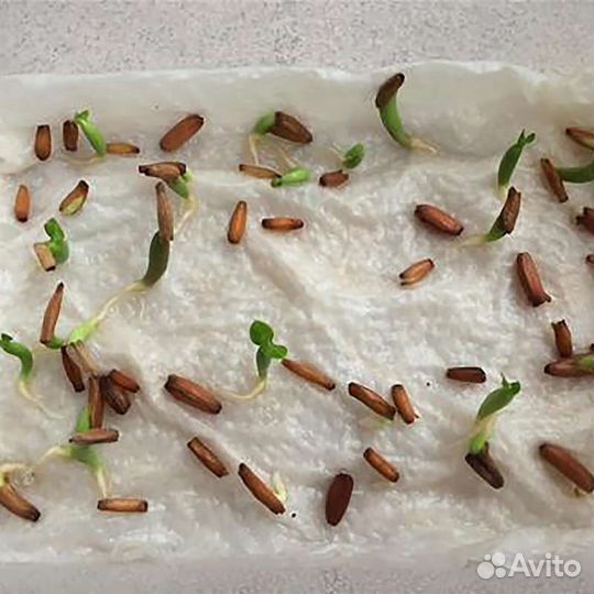 Семена Адениума обессума