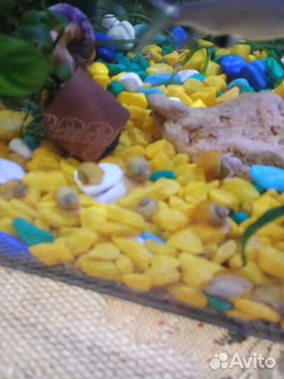 Улитки аквариумные ампулярии