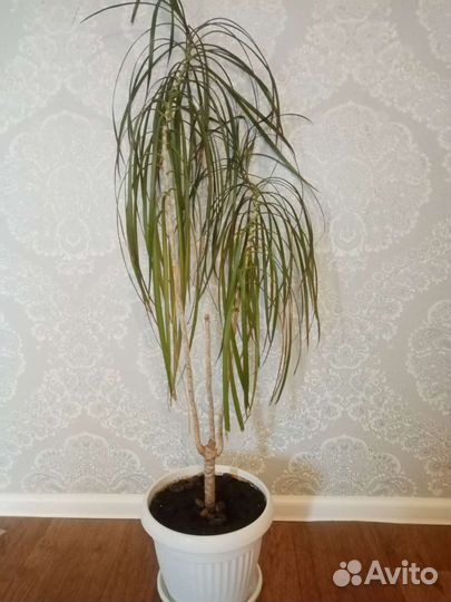 Пальма драцена