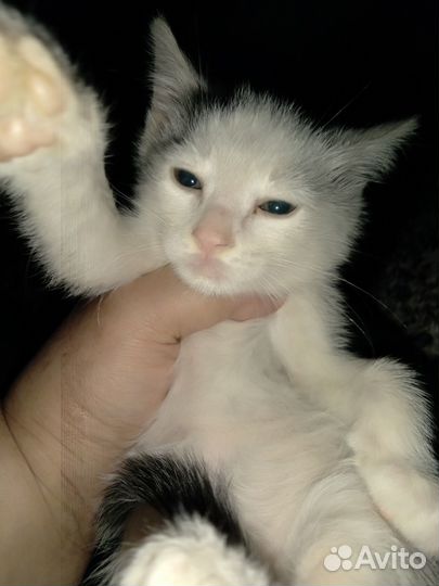Умные котята