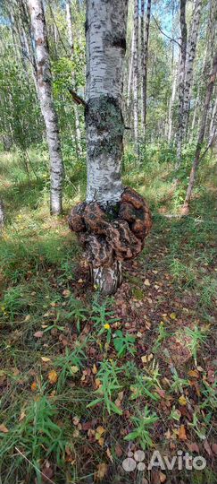 Кап сувель берёзовый