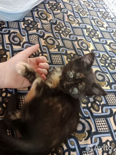 Котенок в добрые руки