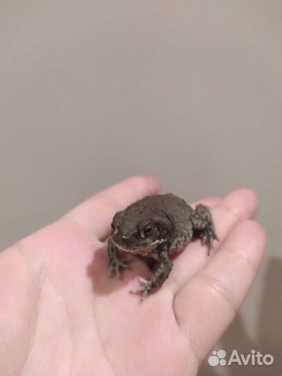 Жаба колорадская