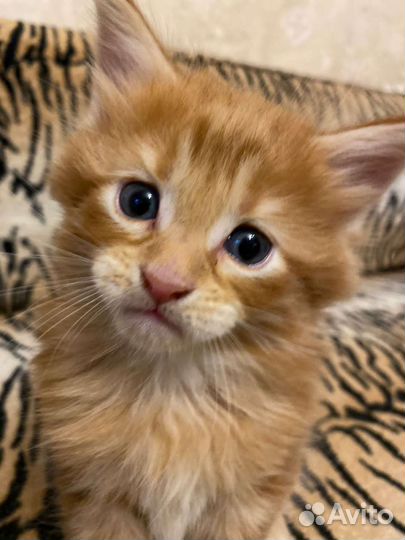 Солнечные котятки Мейн-Кунчики