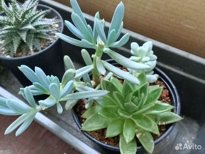 Суккуленты