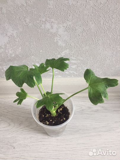 Пеларгония (стеллар)