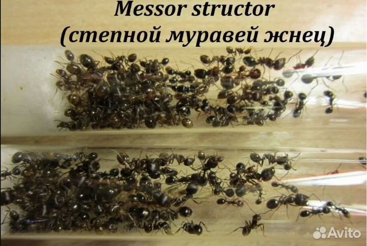 Муравьи жнецы messor structor