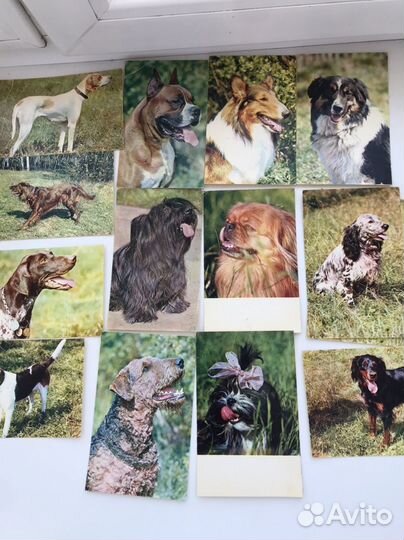 Фотокарточки 1969 год породы собак