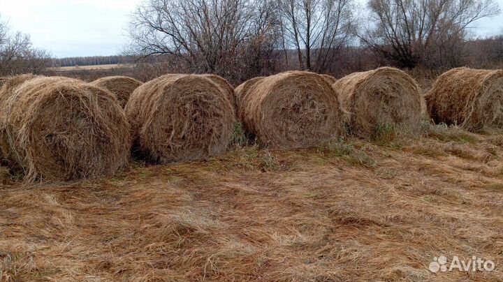 Сено в рулонах