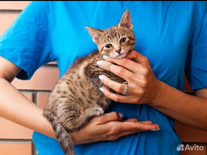 Котенок кошка в добрые бесплатно полосатая табби