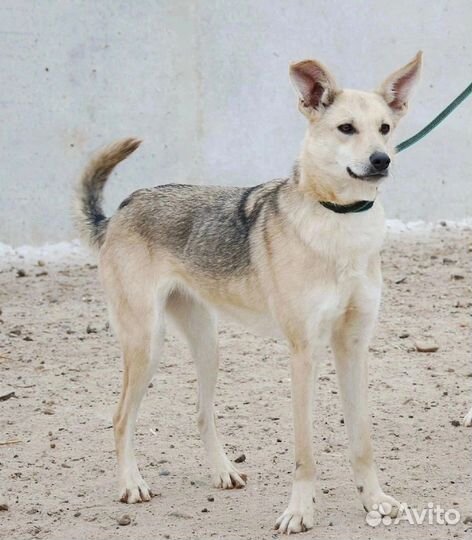 Милая девочка в добрые руки