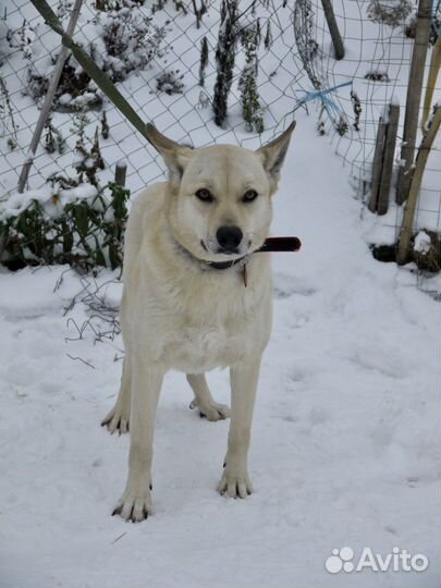 Собака в дар