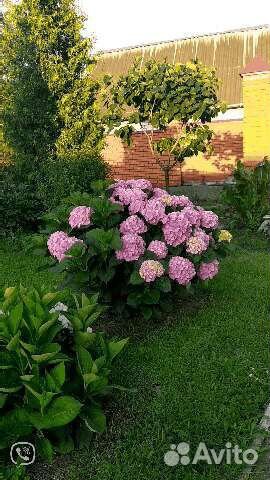 Гортензия крупнолистная