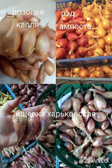 Лук шалот семейный 12 сортов