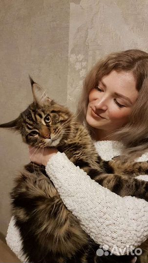 Кэтситтер, Котоняня, Зооняня, Няня для животных