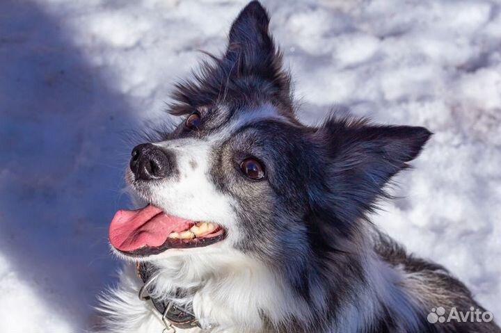 Ластик пес-компаньон ищет семью