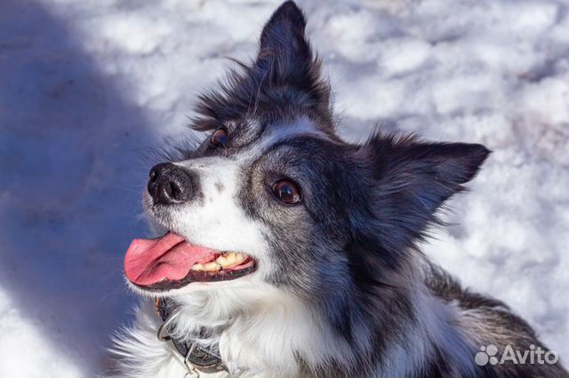 Ластик пес-компаньон ищет семью