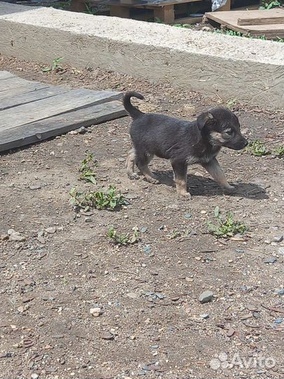 Щенок в добрые руки