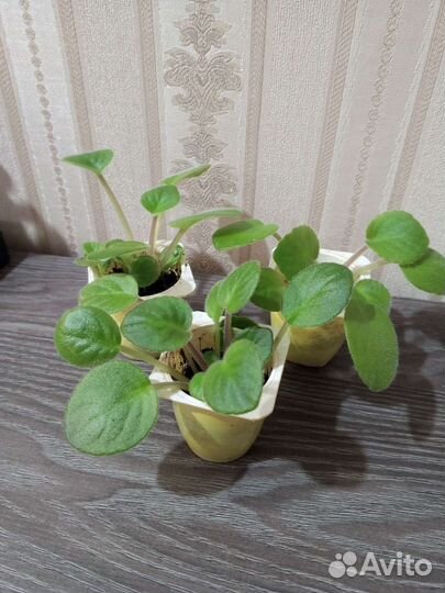 Детки фиалки