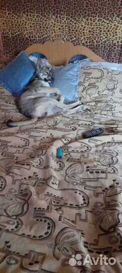 Бедолажка Мася