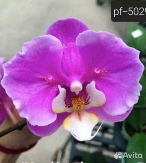 Орхидея Phal. Taisuco. Anna