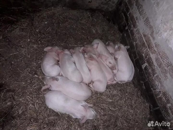 Поросята