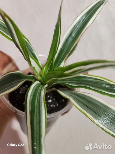 Драцена фрагранс
